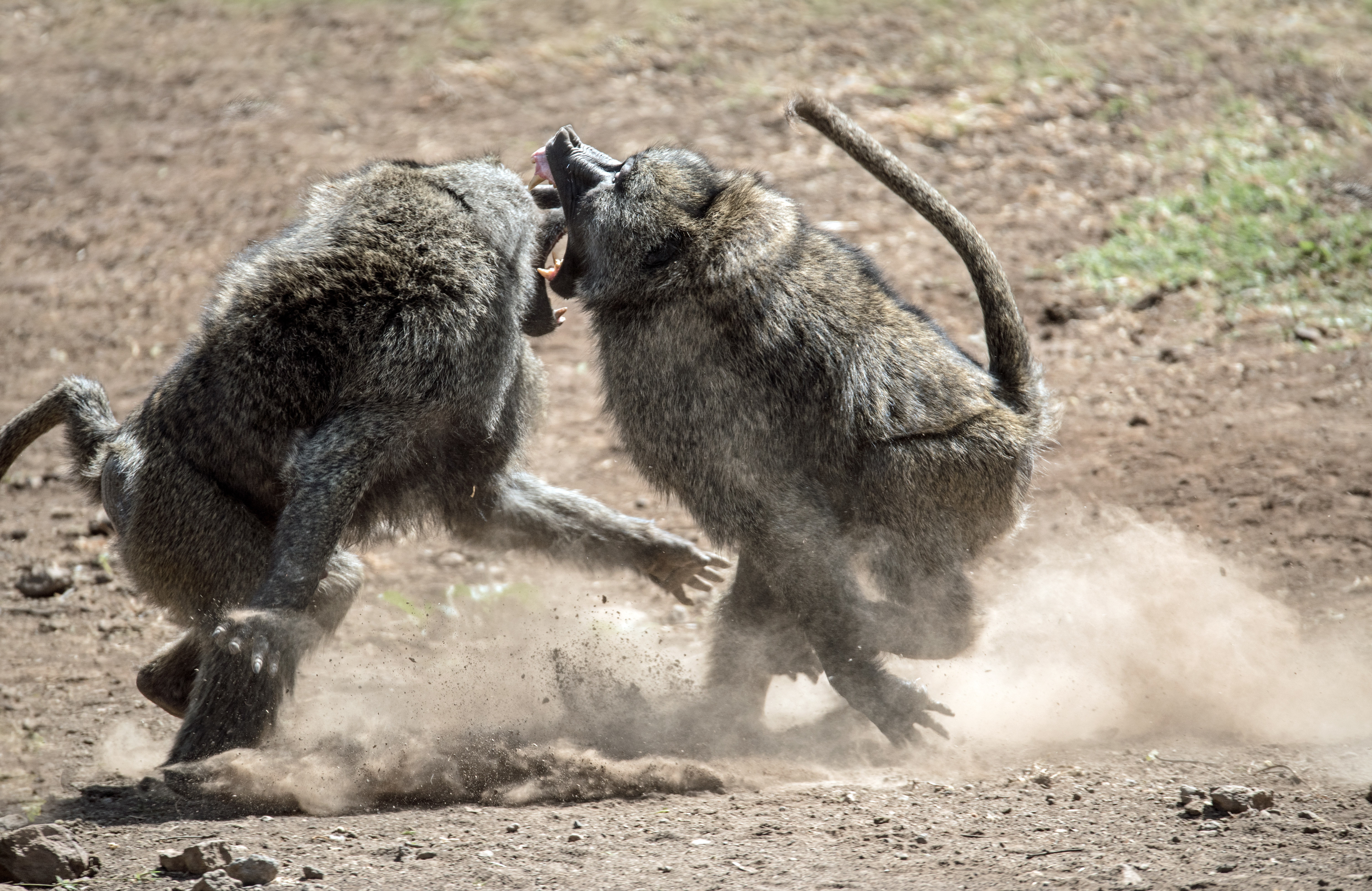 Fight Angry Baboon Animals 