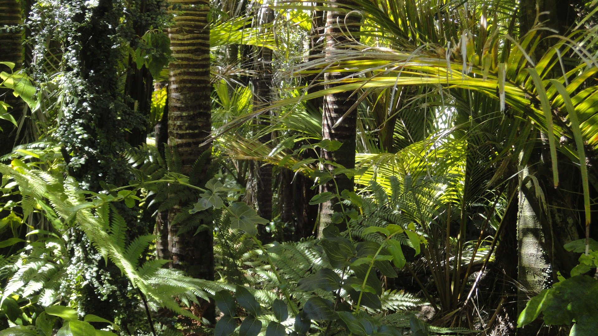 showing a beautiful and healthy rainforest